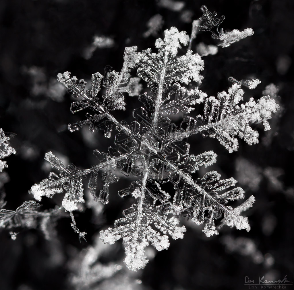 霜雪(双雪)