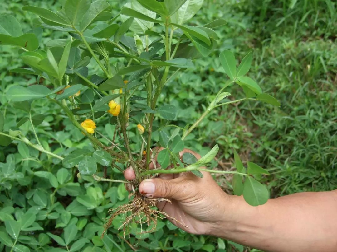 花生木薯怎么吃