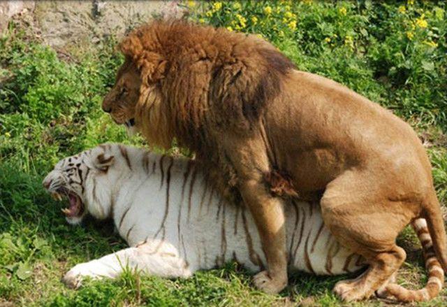 狮虎兽vs虎狮兽