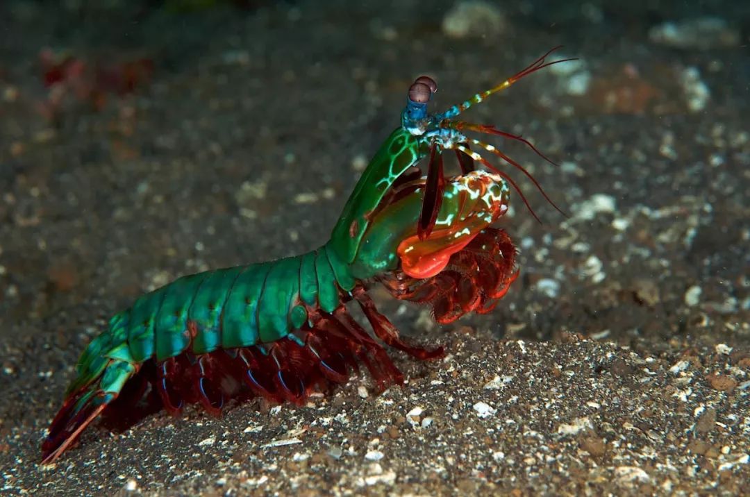 螳螂虾,俗称皮皮虾