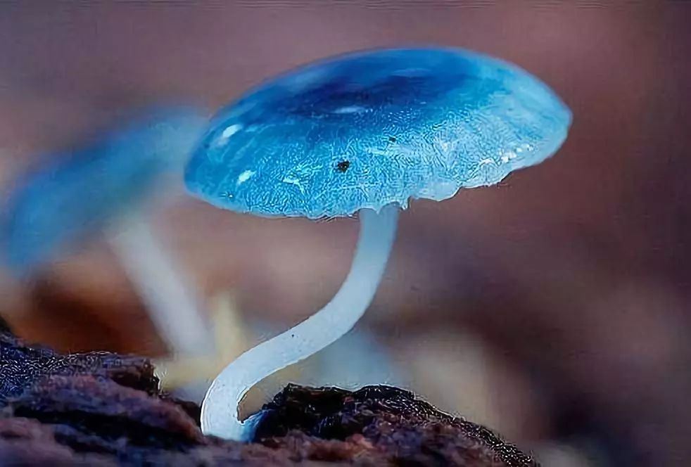 蓝宝菇这名字听起来有些滑稽,让人联想到已经过气了的"香菇蓝瘦"梗