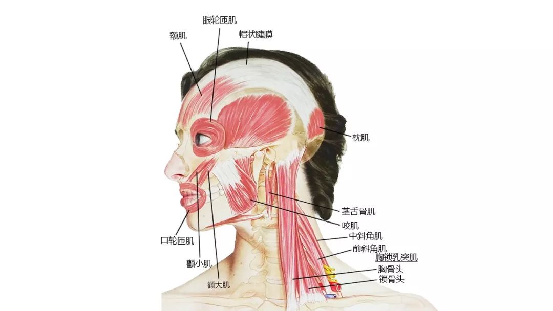 斜角肌及侧颈部解剖头项后侧浅层肌肉颈部深层肌肉口内解剖颈前部表面