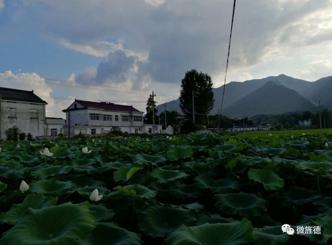 版书镇龙川村,俞村镇合锦村,云乐镇陈岭村,三溪镇建强村,孙村镇碧云