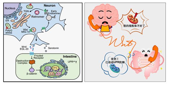 研究揭示wnt信号通路介导神经细胞到肠道细胞的线粒体应激反应