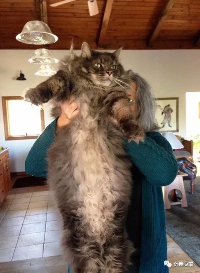 缅因猫体长可达一米,体重20多斤,一种真正能吃到你破产的家猫