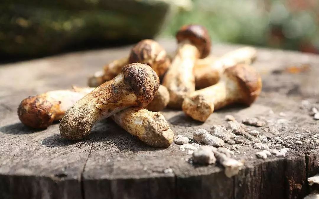 这些都是假松茸,千万别花冤枉钱!