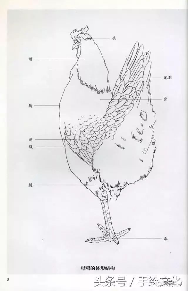 要不然画错了哦~母鸡头部的几种动势公鸡头部的几种动势母鸡头部结构