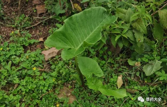 白附子,中药名,为天南星科植物独角莲的干燥块茎.