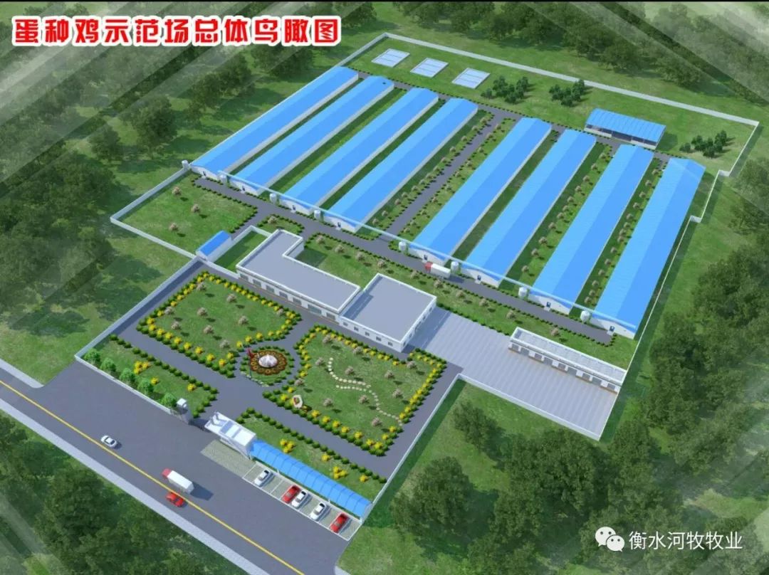 【企业动态】河牧牧业新建种鸡场首批种鸡开始育雏