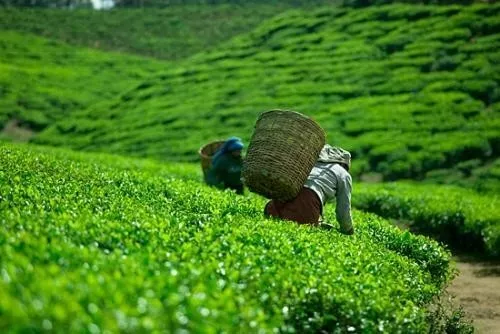 黎明茶厂 | 云南普洱茶王牌企业