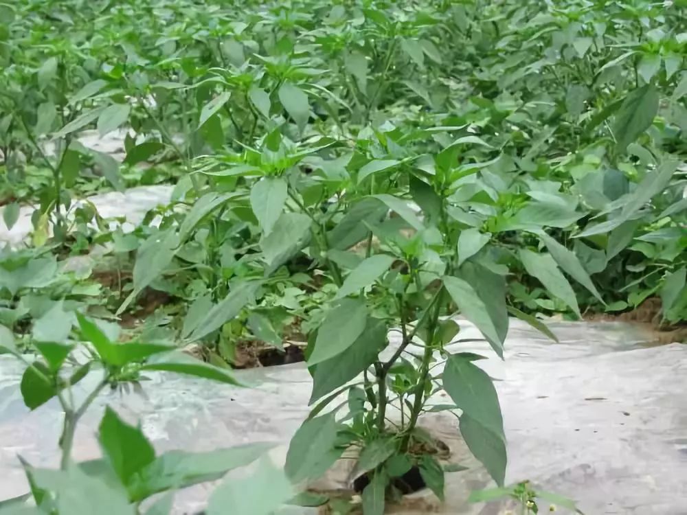 种植户注意了!辣椒落花落果严重,夏季辣椒水肥管理要