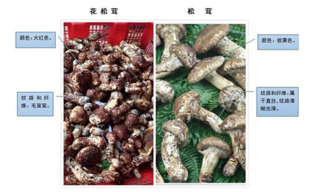 姬松茸从各个角度来看都和松茸不同.