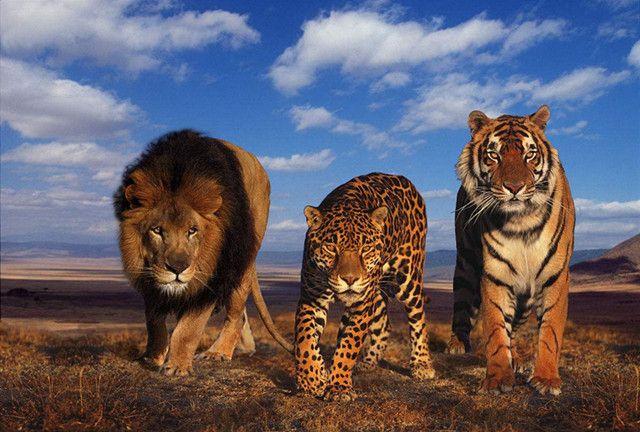 狮虎兽和虎狮兽谁更厉害,虎狮兽发起狠来自己都怕