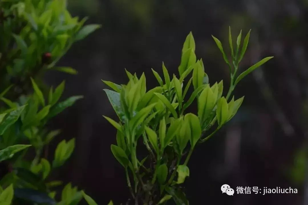 如今的白叶单丛,学名"岭头单丛种",属于广东省优良茶树品种.