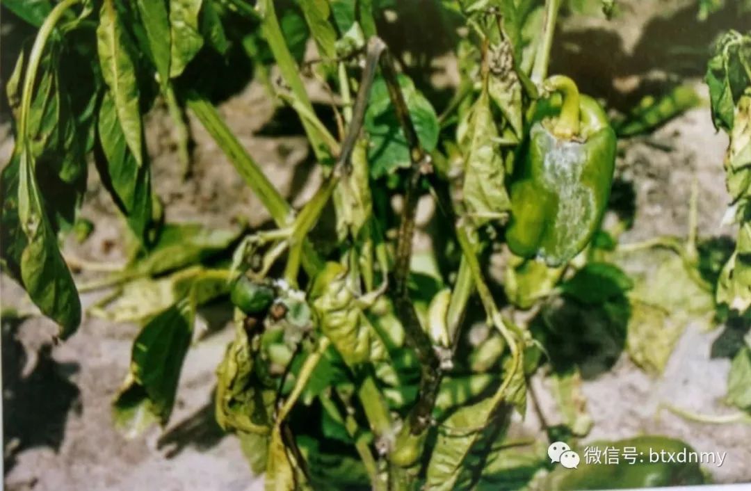 【技术】大雨过后要及时预防辣椒,青椒,彩椒疫病/雨后