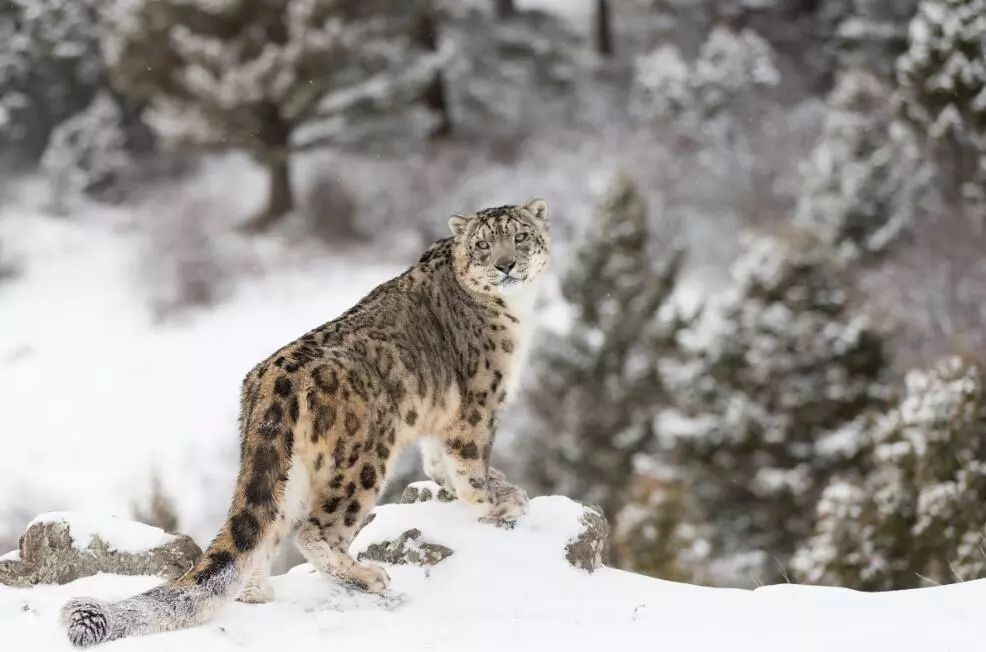 雪豹有什么捕猎技巧竟能成为雪山之王