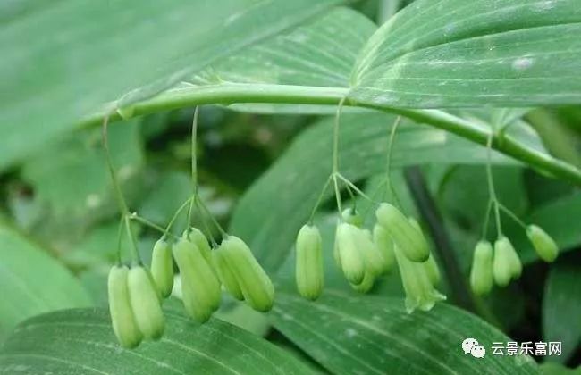 农村山林里的这种植物,是广东人煲凉茶必不可少的一种