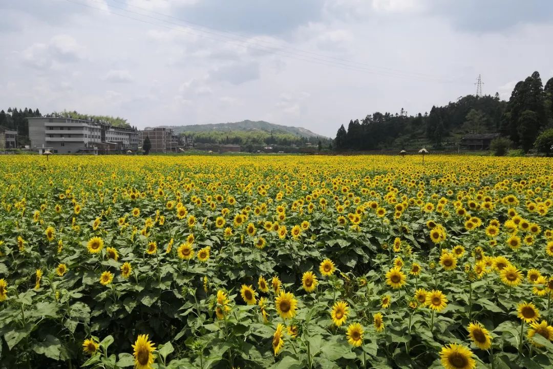 柳峰 这个周末去哪 柳峰百亩向日葵花海等您来