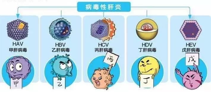 甲肝和戊肝多为急性发病,预后良好;乙肝和丙肝感染易发生慢性化,危害