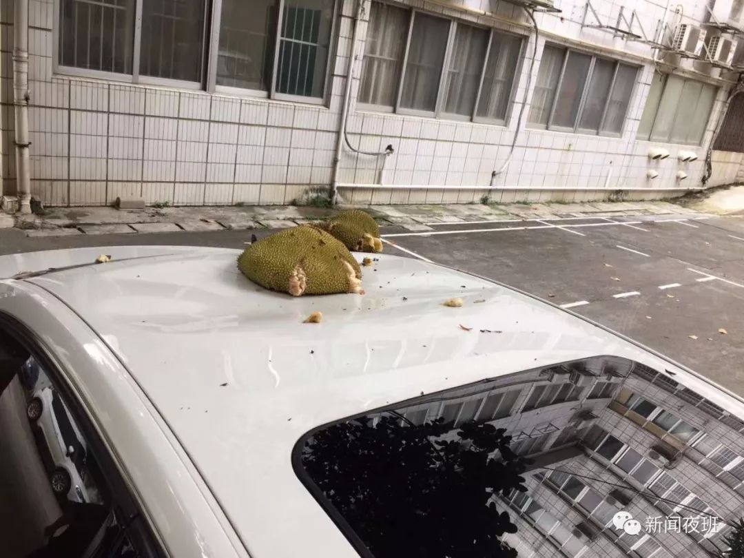 南宁一市民的汽车顶被木菠萝给砸凹了!