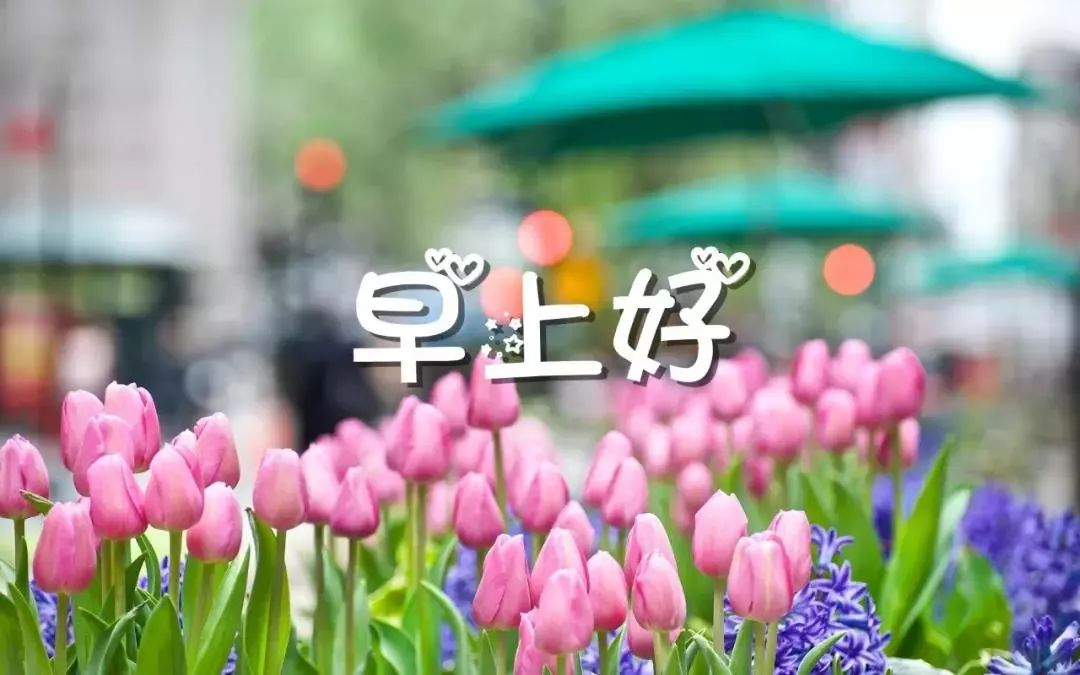 最新漂亮早上好问候图片鲜花带字 早上发朋友圈一句话