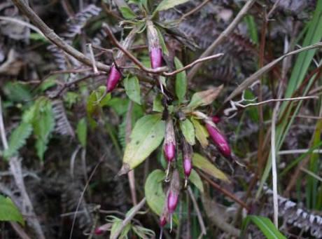 这种野生物,价值珍贵民间称为:双蝴蝶!