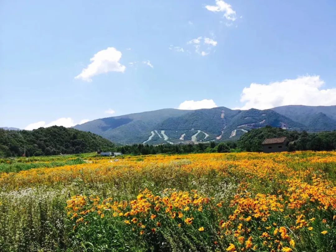 黄色的菊花和向日葵将阳光绽放在野际