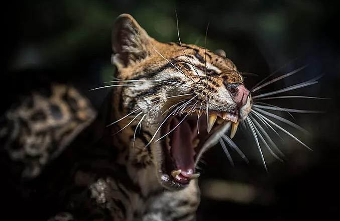 这种猫科动物很像豹猫皮毛曾一年交易20万张仅美国就进口14万张