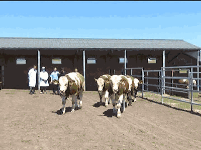 8月10日,乌拉盖全国首届种公牛拍卖大会!