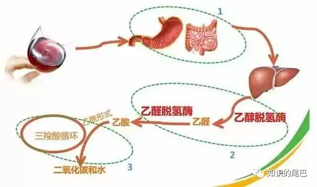 乙醛脱氢酶的活性就直接决定了乙醛在身体中分解的速度.