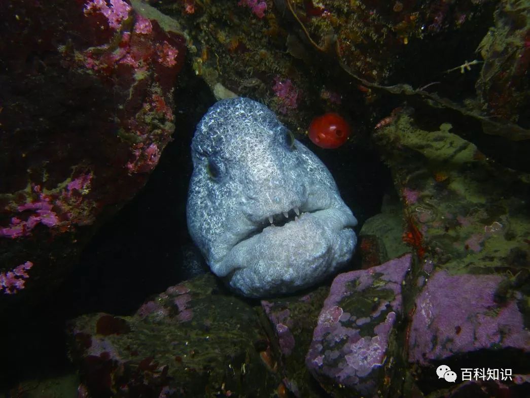 它们主要以海胆,海星和软体动物为食,平时总是蜗居在海底洞穴和礁石