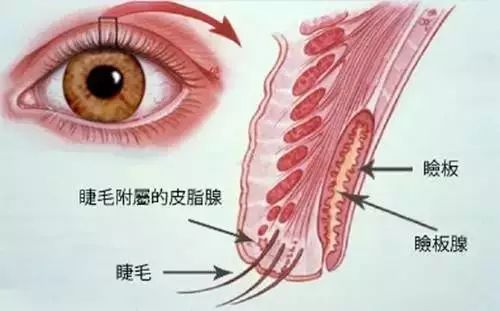 眼睛一直流眼屎怎么办