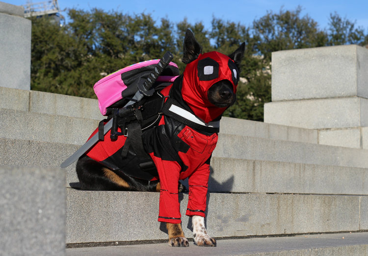 狗狗cosplay死侍,还是死侍狗狗cosplay万磁王,成为"万磁狗"狗狗