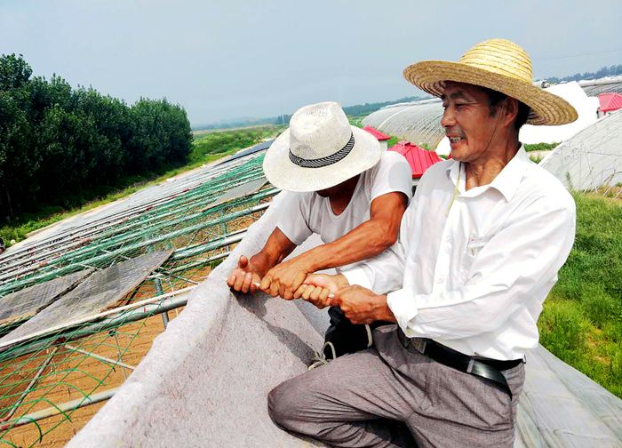 润宝农业生产部员工王孝启在修整大棚