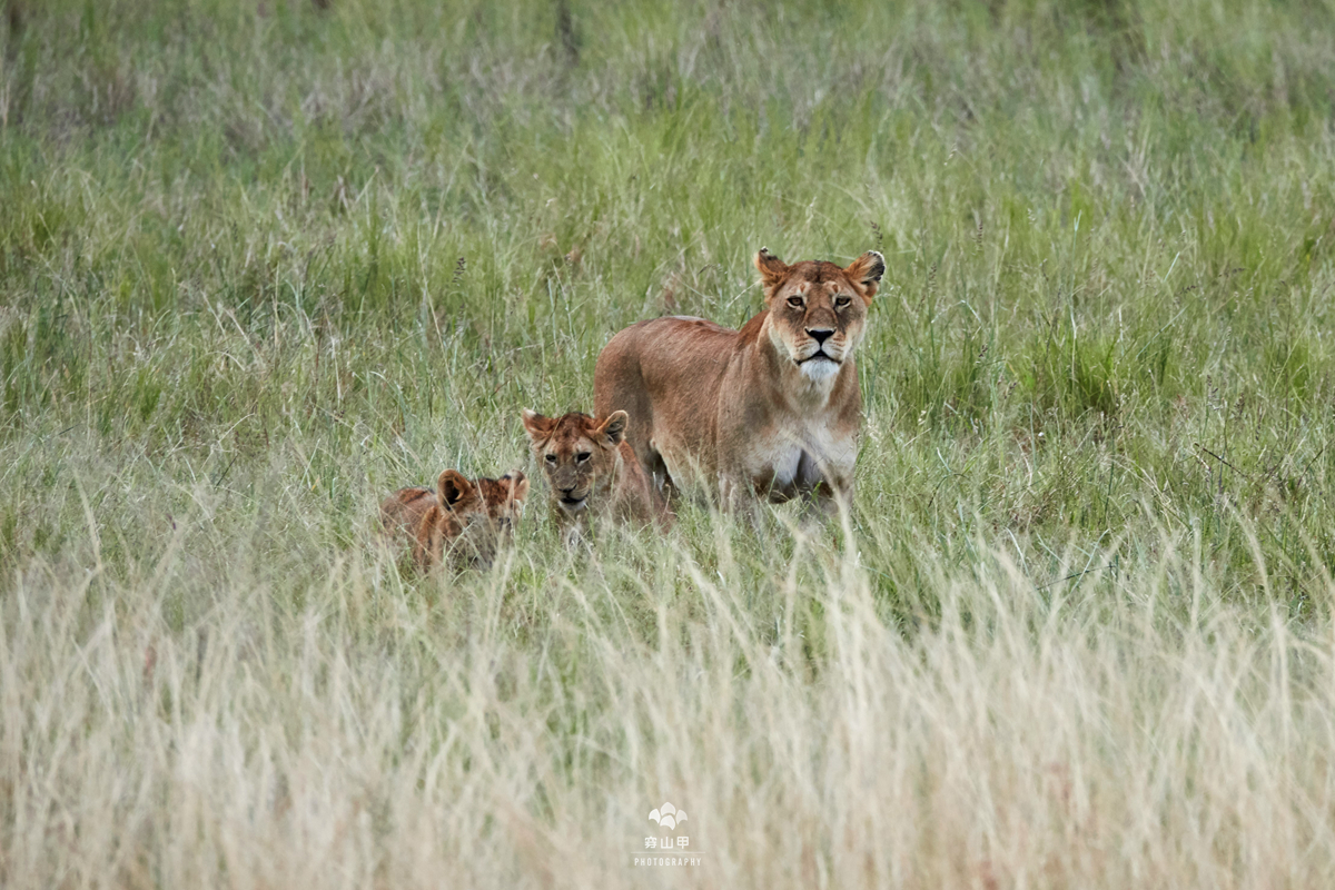 母狮子和小狮子十分活跃,在草地上欢快的玩耍.