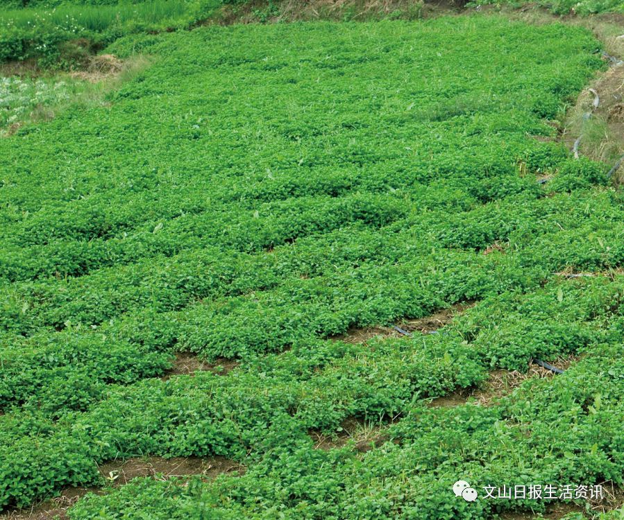 "猪沼菜"种养,让你吃上安全美味的"猪嘎嘎"