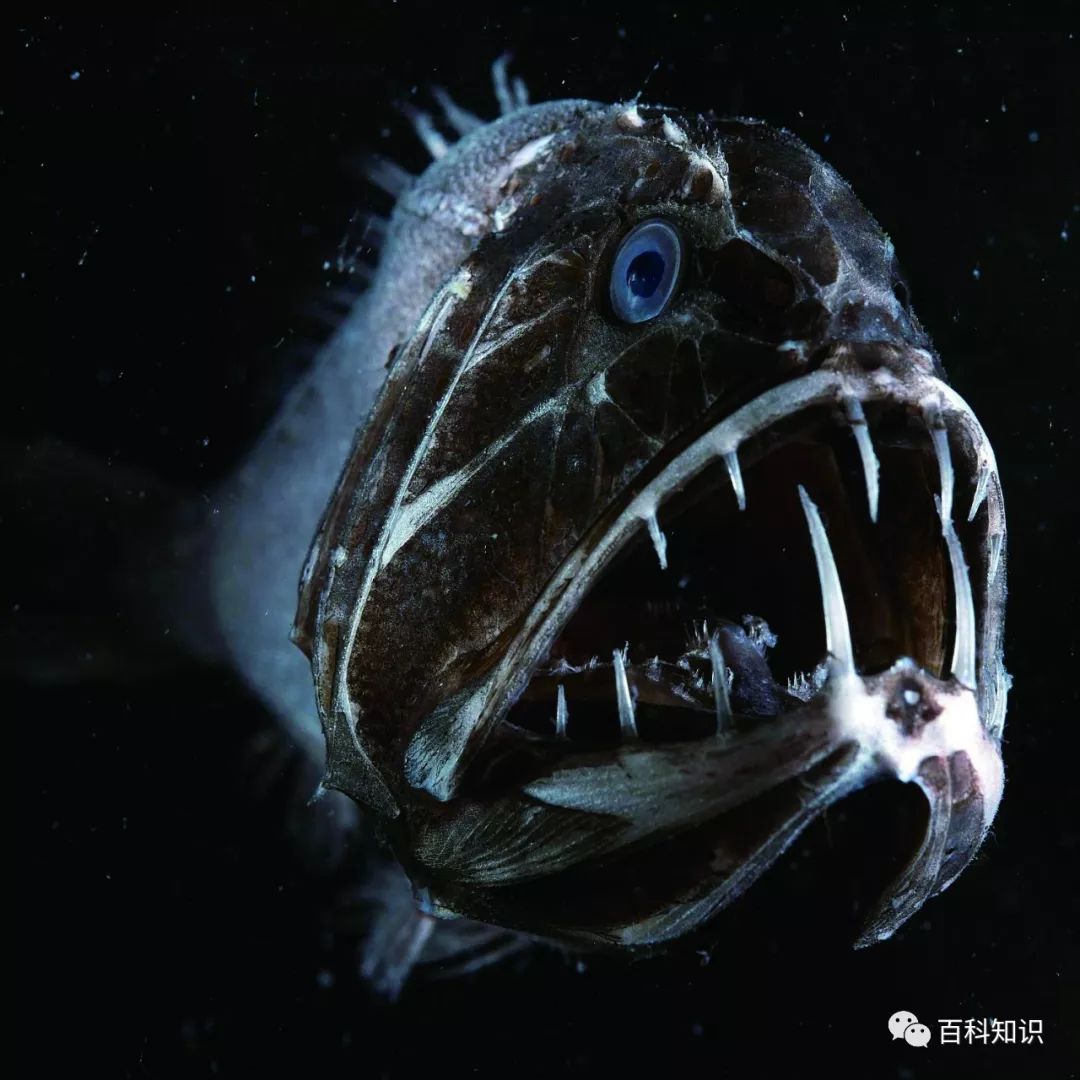 世界上最诡异的鱼！长相奇怪，太吓人了_哔哩哔哩_bilibili