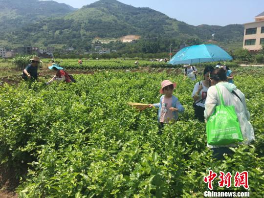 首届福州茉莉花开采文化节启幕