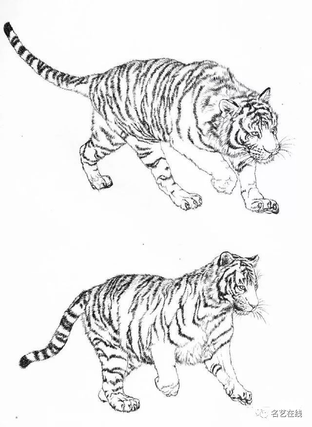 工笔画老虎的绘画过程技法 (附高清白描虎60幅)