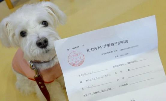 死亡率接近100的狂犬病我们去年死亡502人日本60年0发病率