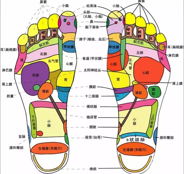 左脚反射区&右脚反射区