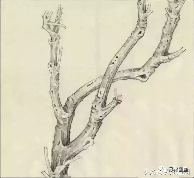 国画写意及工笔重彩牡丹叶子和枝干的画法简单易学
