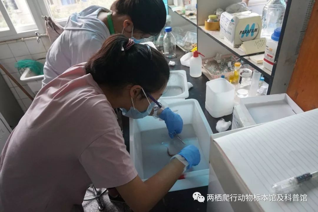 "两栖动物组织解剖及其形态学分析"课题组同学解剖黑斑侧褶蛙