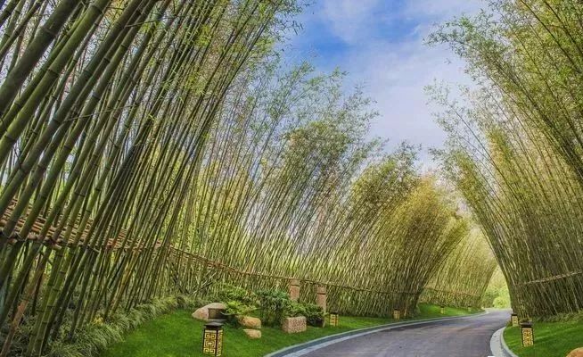 以大面积竹林面植或线植,带状的列植,可使公共开放空间中的景致和谐