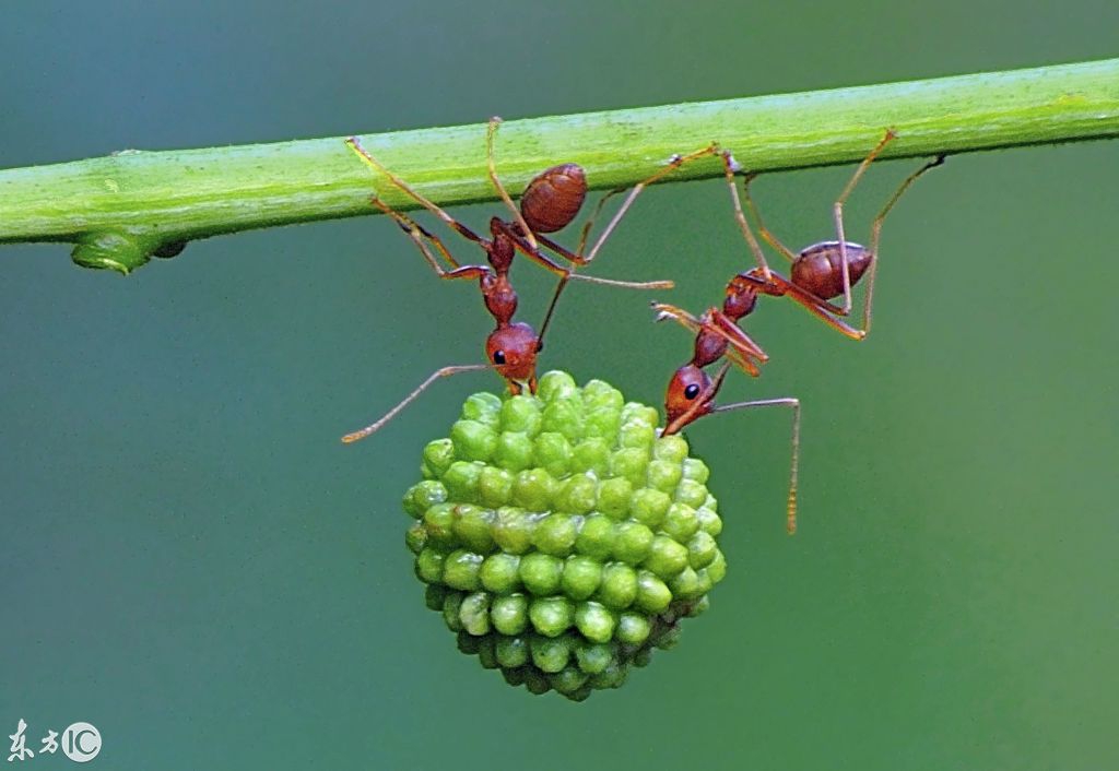 yanto用高像素相机拍摄到了一组蚂蚁觅食的惊人画面(图片来自东方ic)