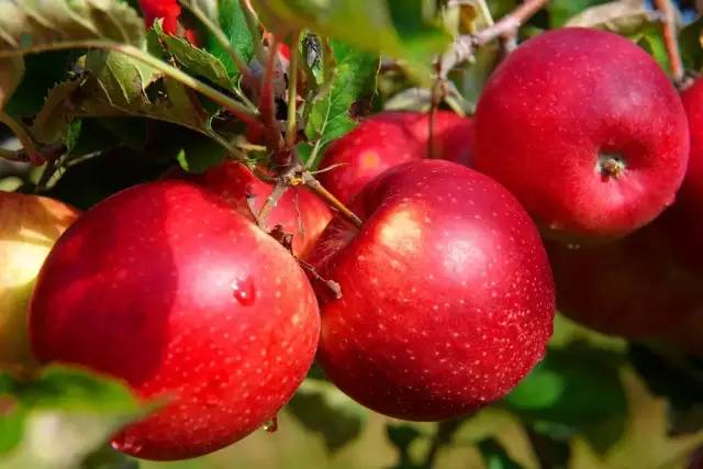本月份苹果树进入秋季生长高峰期,本月的管理重点是:加强营养供应
