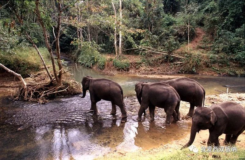 大象在选择生活环境时都考虑些什么?