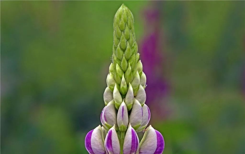 鲁冰花