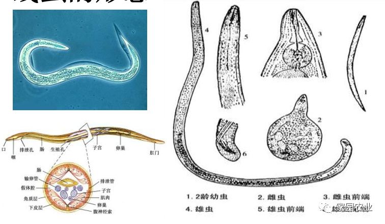 线虫形态根结线虫寄生于许多种不同的农作物上(超过2000种植物)并可