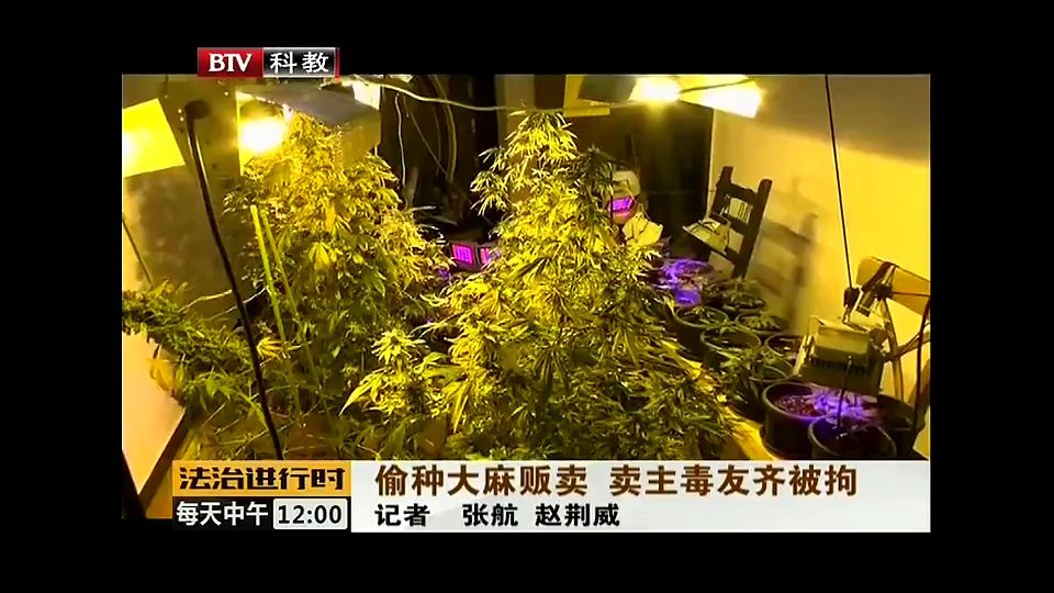 男子卧室种植大麻41株,一进屋以为进入了原始森林!